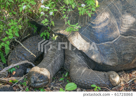 加拉帕戈斯巨龜 61728868