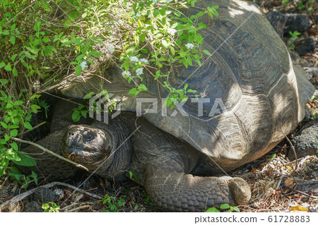 Galapagos Giant tortoise Galapagos Giant tortoise 61728883
