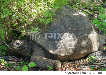 Galapagos Giant tortoise 61728886
