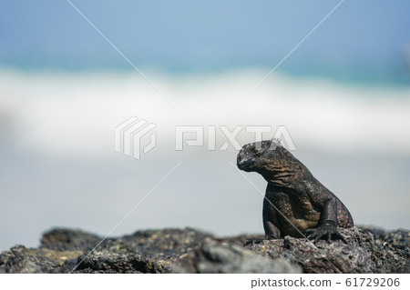 Umiguanah Umiguanah 61729206