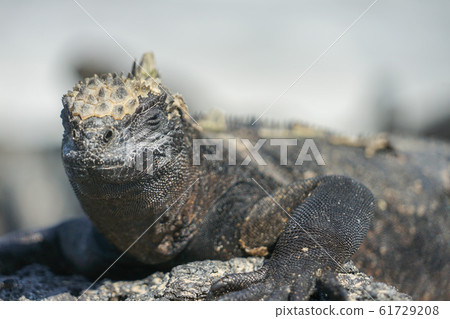 海鬣蜥 61729208