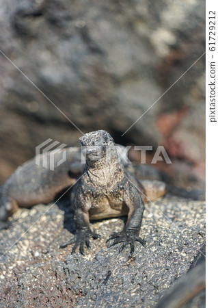 海鬣蜥 61729212