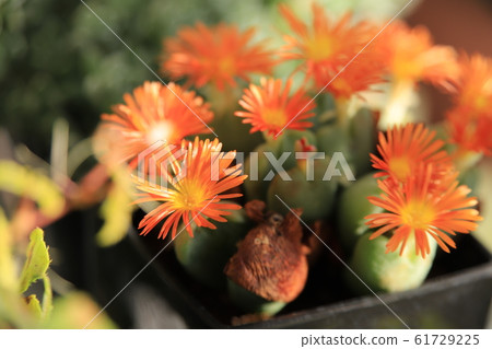 Succulent plant (Konofisumu) flower 61729225