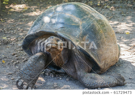 Galapagos Giant tortoise 61729473