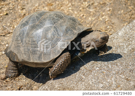 Galapagos giant tortoise 61729480