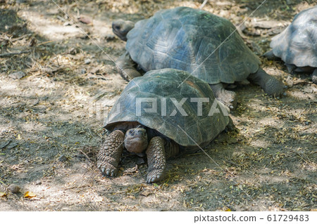 Galapagos giant tortoise 61729483