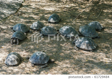 Galapagos giant tortoise 61729484