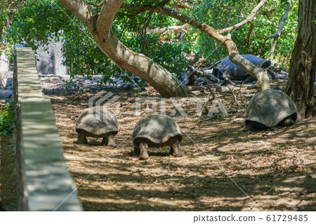 Galapagos Giant tortoise 61729485