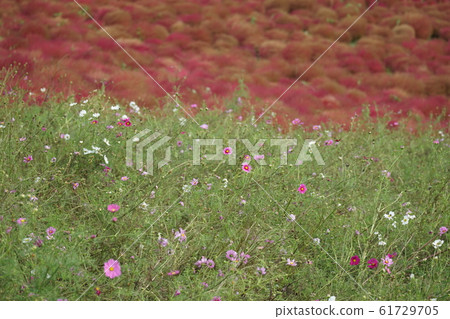 宇宙和科基亞 宇宙和科基亞 61729705