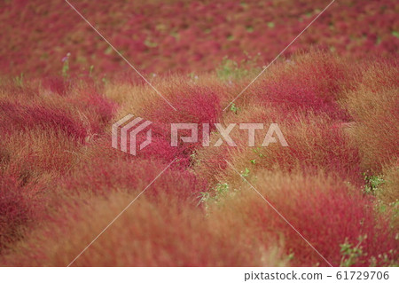 聚焦在前景的科基亞殖民地的照片 61729706