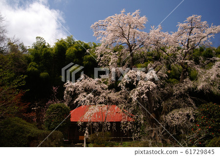 幸村庵 61729845