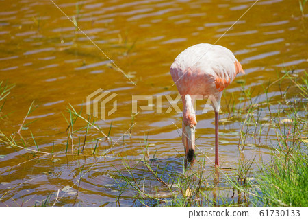 Beni Iro Flamingo 61730133