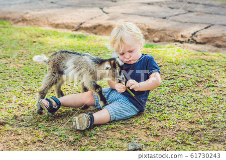 Small cute boy is feeding a small newborn goat Small cute boy is feeding a small newborn goat 61730243