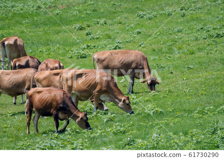 Hiruzen Highland Jersey Beef Hiruzen Highland Jersey Beef 61730290