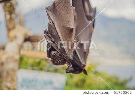 Black flying-fox Pteropus alecto hanging in a tree Black flying-fox Pteropus alecto hanging in a tree 61730862