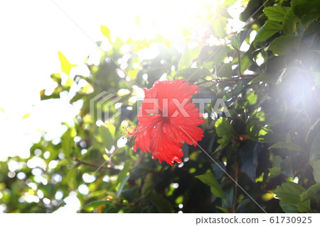 Hibiscus Hibiscus 61730925