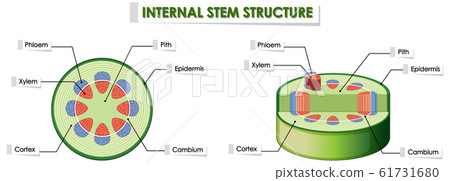 Diagram showing internal stem structure 61731680