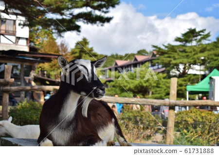 那須高原南岡丘牧場的山羊 61731888