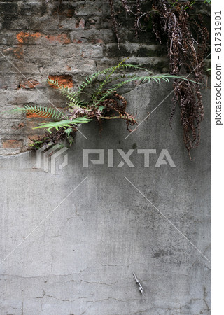 蕨類植物生長在牆上 蕨類植物生長在牆上 61731901