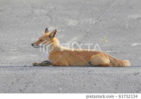 紅狐狸在街上爬行 紅狐狸在街上爬行 61732134