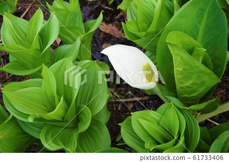 Alpine plants Mizubasho Mizu Basho 61733406