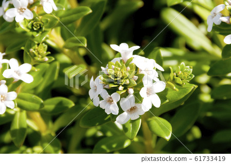 在“ Hamashiko”海岸上生長的海灘植物 61733419