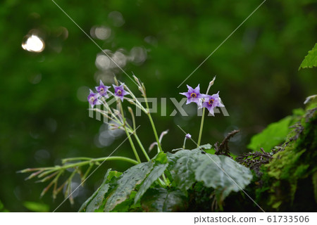 岩和煙草岩和煙草花 61733506