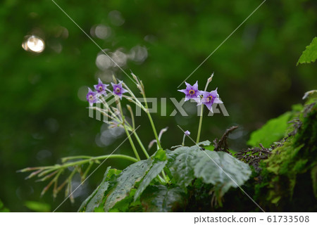岩和煙草岩和煙草花 61733508