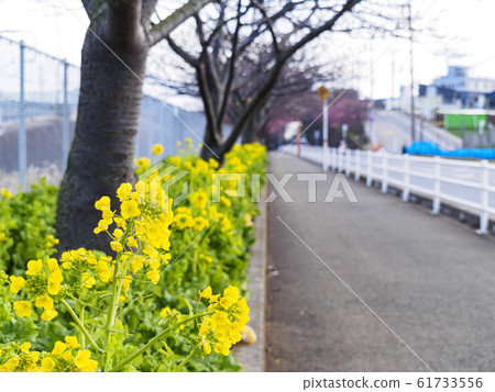 川津櫻（春季） 61733556