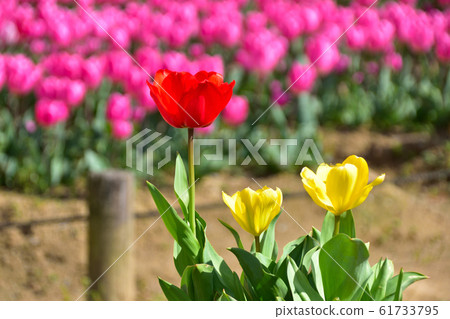 Spring tulip 61733795