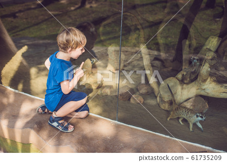 Little boy, cute toddler kid watching meerkats in the zoo. Child looking at animals in safari park 61735209