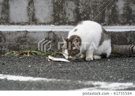 Cats, stray cats, white kites, young women, aiming, rare, happy, January, aiming, you can eat! 61735584