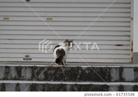 Cats, stray cats, white kites, young women, aiming, rare, happy, January, aiming, you can eat! 61735586