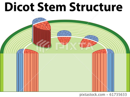 Diagram showing dicot stem structure 61735633