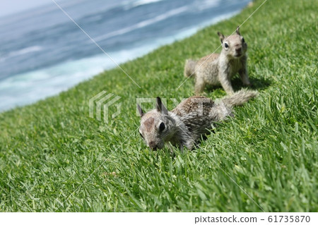 拉霍亞糕點 61735870