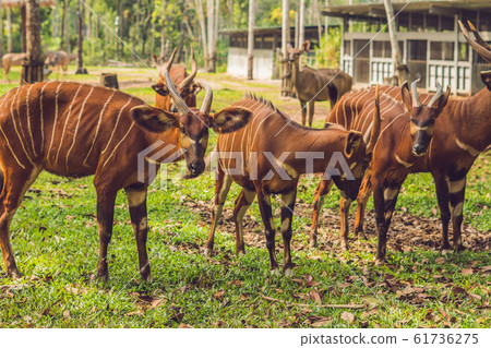 Beautiful animal - big eastern bongo antelope, extremely rare animal 61736275