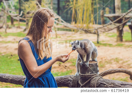 Young woman is fed Ring-tailed lemur - Lemur catta. Beauty in nature. Petting zoo concept Young woman is fed Ring-tailed lemur - Lemur catta. Beauty in nature. Petting zoo concept 61736419
