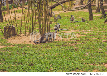 Lemur catta runs around the grass in the zoo Lemur catta runs around the grass in the zoo 61736433