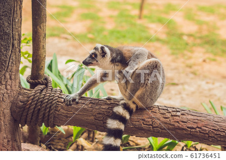 Lemur catta sits on a fence at the zoo 61736451