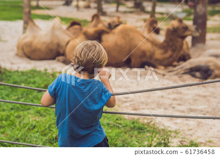 The boy looks at the camels at the zoo 61736458