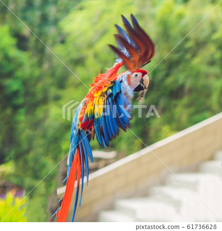 Blue and yellow Macaw in flight against the background of trees Blue and yellow Macaw in flight against the background of trees 61736628