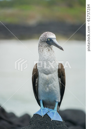 藍腳鰹鳥 藍腳鰹鳥 61737284