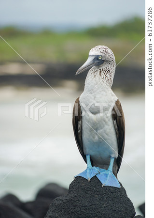 藍腳鰹鳥 藍腳鰹鳥 61737286