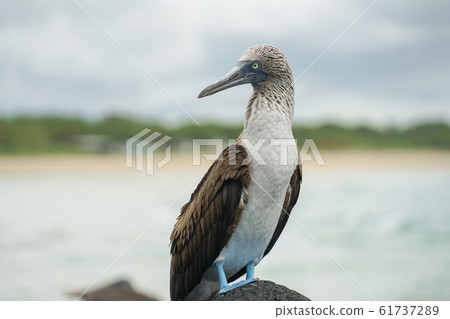 藍腳鰹鳥 藍腳鰹鳥 61737289