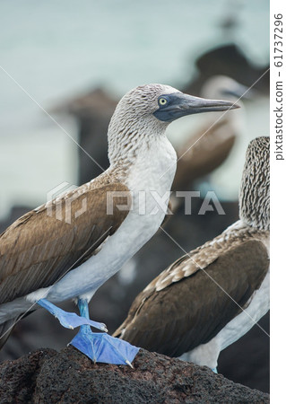 Blue-footed Booby Blue-footed Booby 61737296