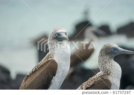 藍腳鰹鳥 藍腳鰹鳥 61737297
