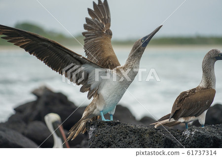Blue-footed Booby Blue-footed Booby 61737314