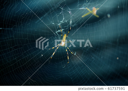 Jiro spider and spider web Jiro spider and spider web 61737591