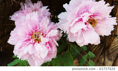 愛知縣名古屋市德川園牡丹 61737820