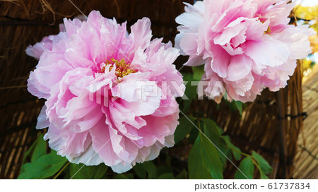 Aichi Prefecture Nagoya City Tokugawaen Peony Aichi Prefecture Nagoya City Tokugawaen Peony 61737834